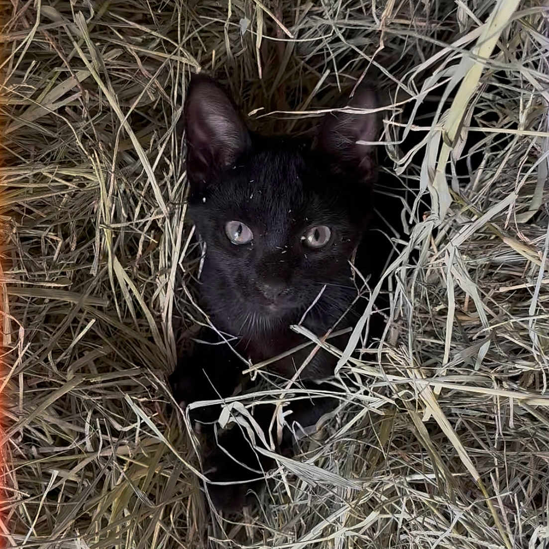 Minnie Moo is registered to the contest to win money with this photo: animal, background, black_cat, cat, closeup, curious, cute, ears, fur, hay, kitten, mammal, nature, nest, outdoor, pet, small, texture, whiskers, young