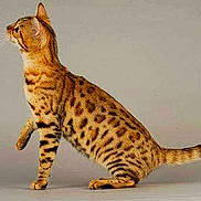 Antinéa a rejoint le concours — aidez-le/la à gagner de superbes lots !