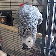 Jacquot-Coco participe au concours pour gagner de l'argent avec cette photo :