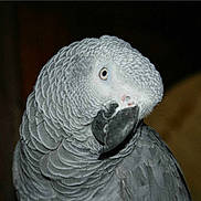 Coco-Jacquot participe au concours pour gagner de l'argent avec cette photo :