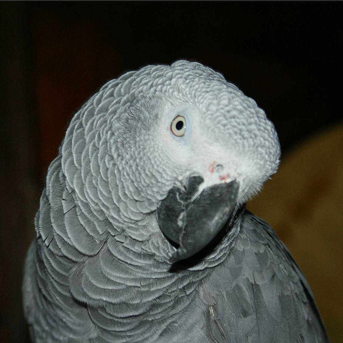 Coco-Jacquot