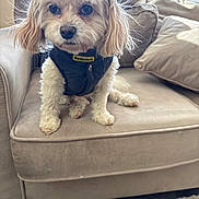 Bailey is registered to the contest to win money with this photo: animal, companion, couch, cozy, curly_fur, cute, dog, domestic_animal, fur, furniture, home, indoor, looking, pet, resting, sitting, small_dog, vest, white_dog, window