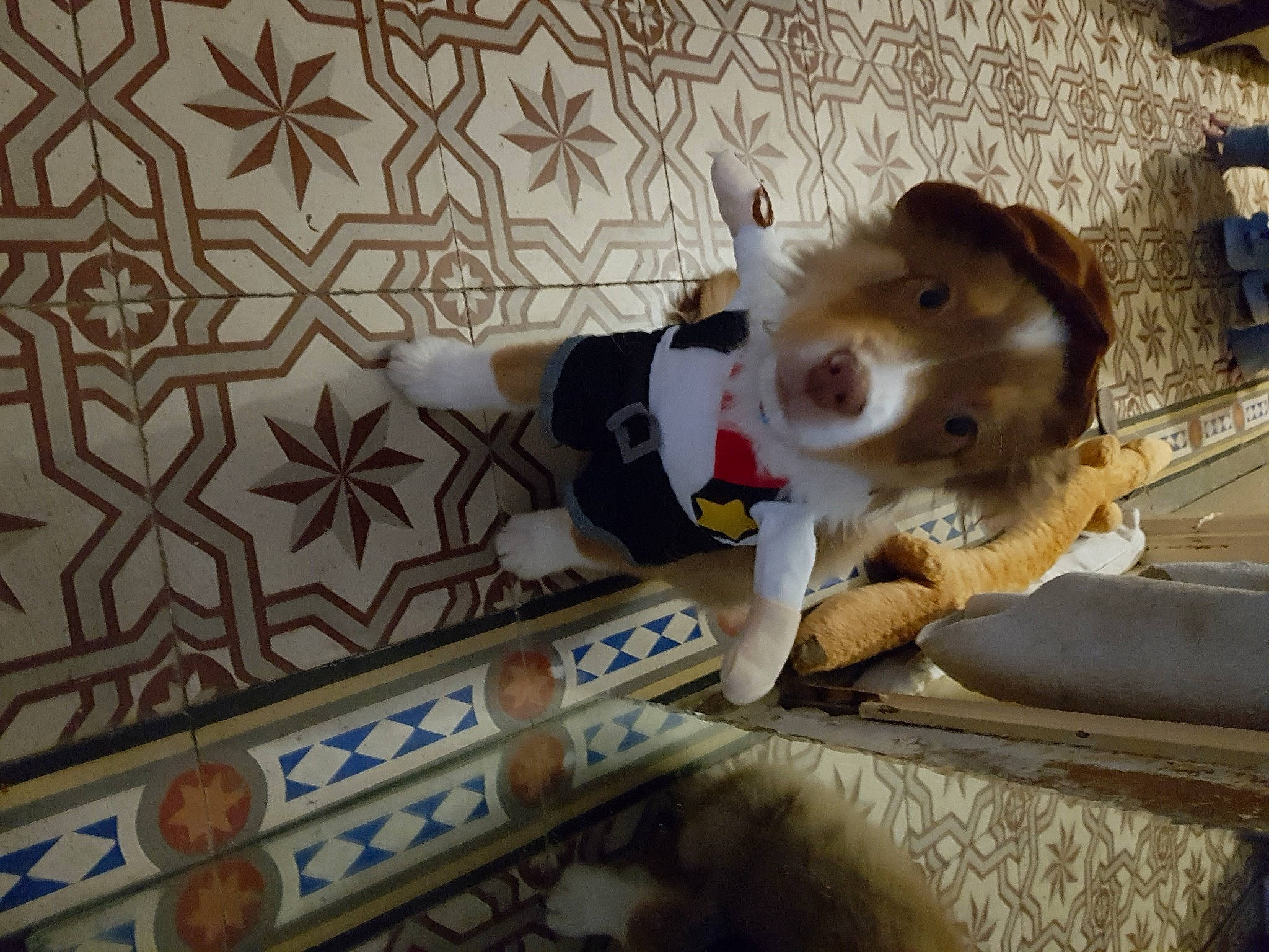 Rio a rejoint le concours — aidez-le/la à gagner de superbes lots ! canidae, cardigan_welsh_corgi, carnivore, companion_dog, dog, dog_breed, dog_clothes, dog_supply, fur, pembroke_welsh_corgi, pet_supply, puppy, snout, sporting_group, stuffed_toy, wallpaper, welsh_corgi, whiskers, working_animal, working_dog