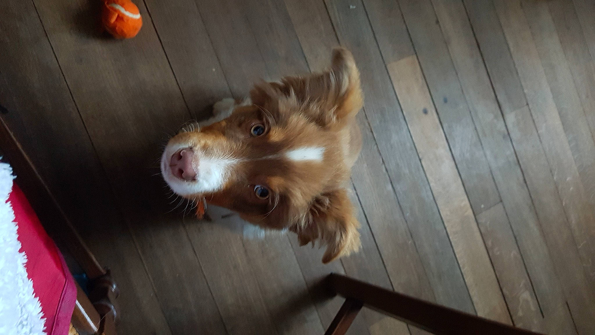 Rio a rejoint le concours — aidez-le/la à gagner de superbes lots ! brown, canidae, carnivore, companion_dog, dog, dog_breed, fawn, fur, hardwood, liver, non_sporting_group, snout, sporting_group, tongue, toy_dog, vertebrate, whiskers, wood, wood_flooring, wood_stain