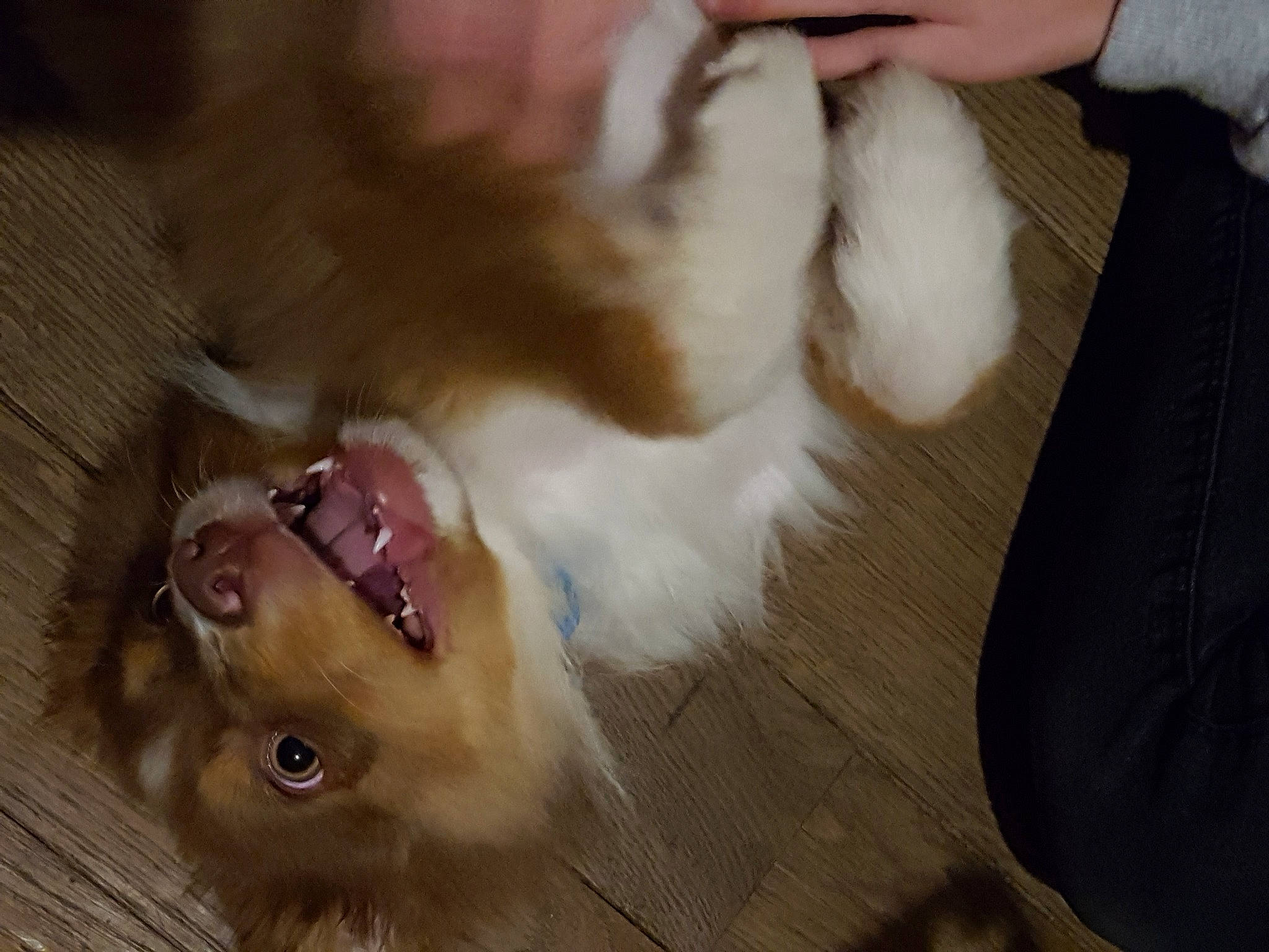 Rio a rejoint le concours — aidez-le/la à gagner de superbes lots ! brown, canidae, carnivore, companion_dog, dog, dog_breed, fawn, fur, iris, liver, nail, non_sporting_group, organ, paw, skin, snout, sporting_group, tan, tongue, working_animal