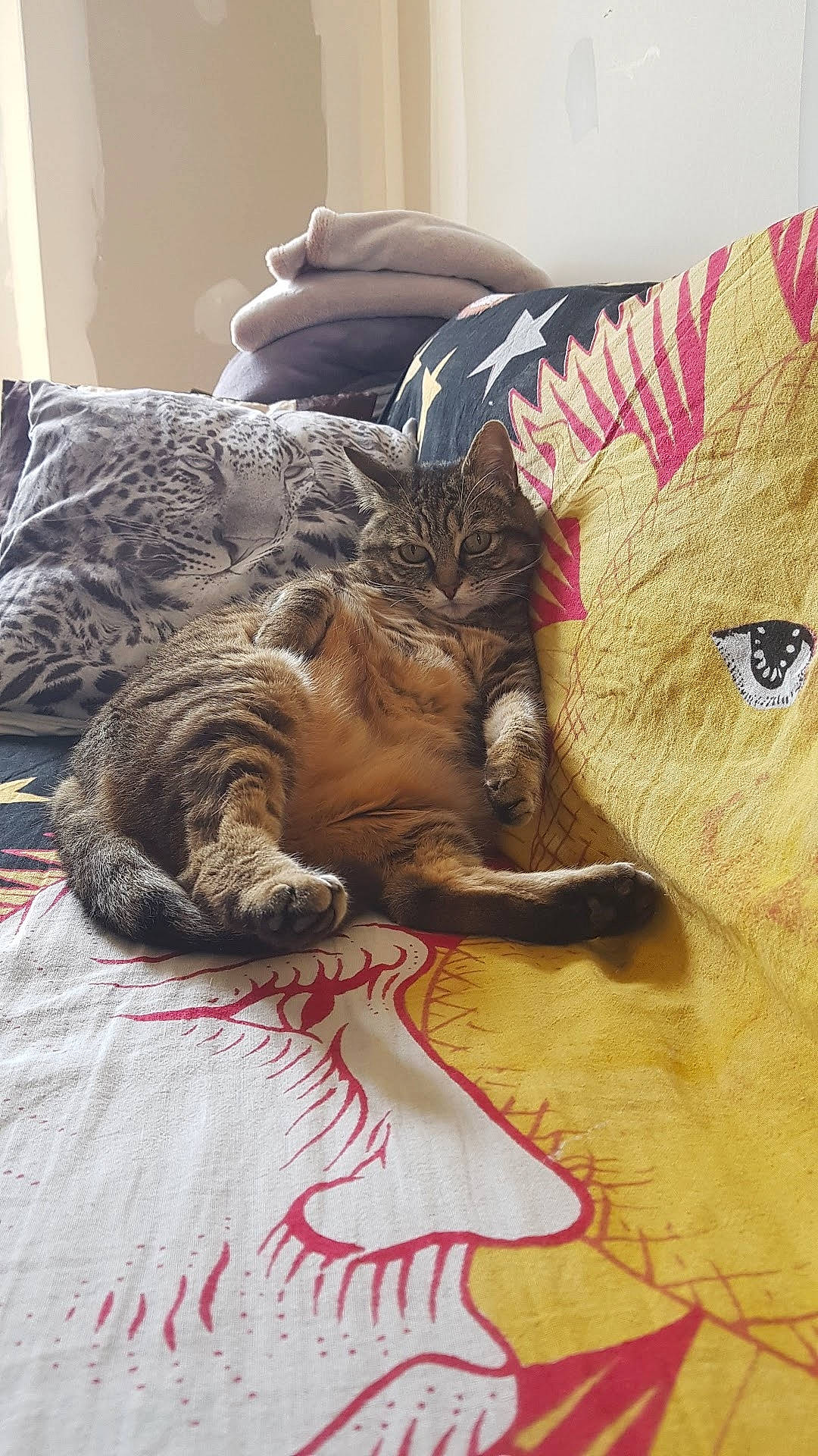 Cacahuète a rejoint le concours — aidez-le/la à gagner de superbes lots ! bed, bedding, carnivore, cat, comfort, domestic_short_haired_cat, felidae, fur, lamp, linens, mammal, nap, paw, sleep, small_to_medium_sized_cats, snout, tabby_cat, terrestrial_animal, vertebrate, whiskers