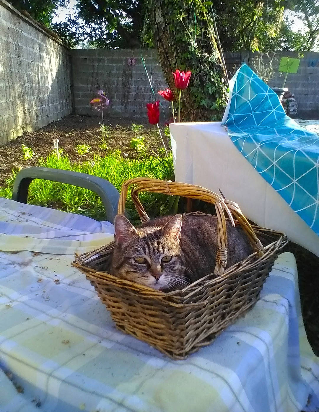 Cacahuète participe au concours pour gagner de l'argent avec cette photo : backyard, basket, carnivore, cat, cat_supply, felidae, home_accessories, linens, pet_supply, picnic_basket, small_to_medium_sized_cats, storage_basket, tabby_cat, tablecloth, whiskers, wicker, yard