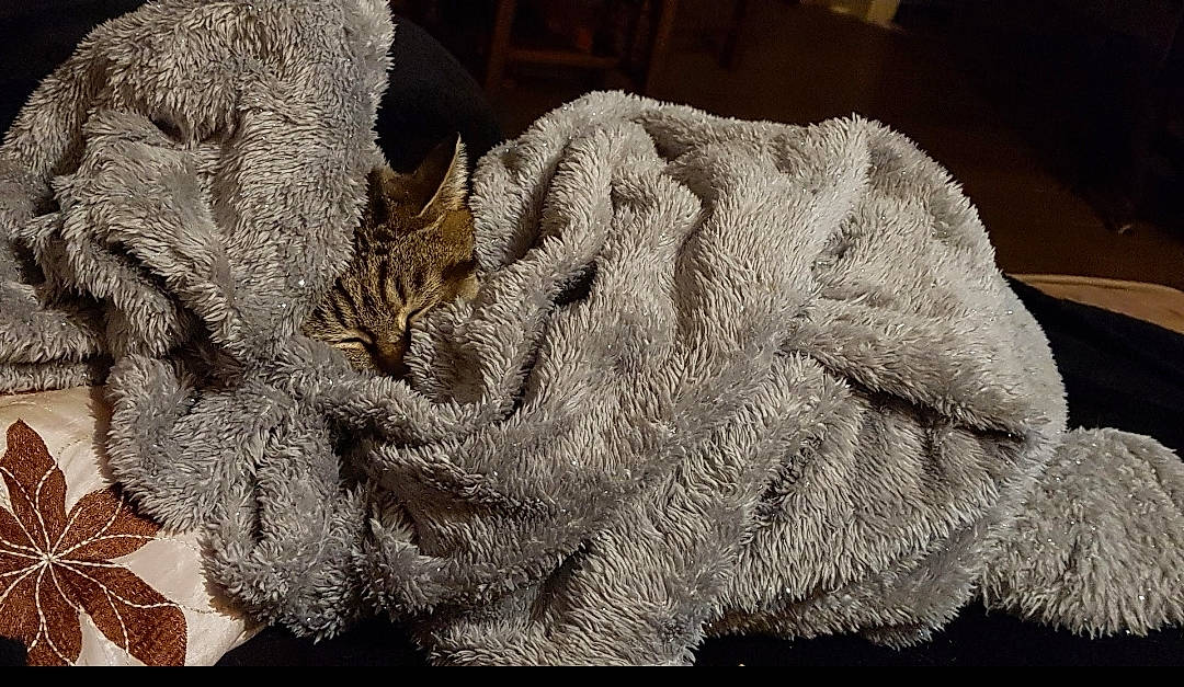 Cacahuète participe au concours pour gagner de l'argent avec cette photo : fur, home_accessories, knitting, linens, natural_material, textile, thread, wool, woolen