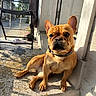 dog, french_bulldog, pet, sitting, portrait, outdoor, porch, doorway, sunlight, wrinkles, ears, collar, short_hair, brown_coat, facial_expression, front_paws, concrete, chair, house_exterior, residential_area