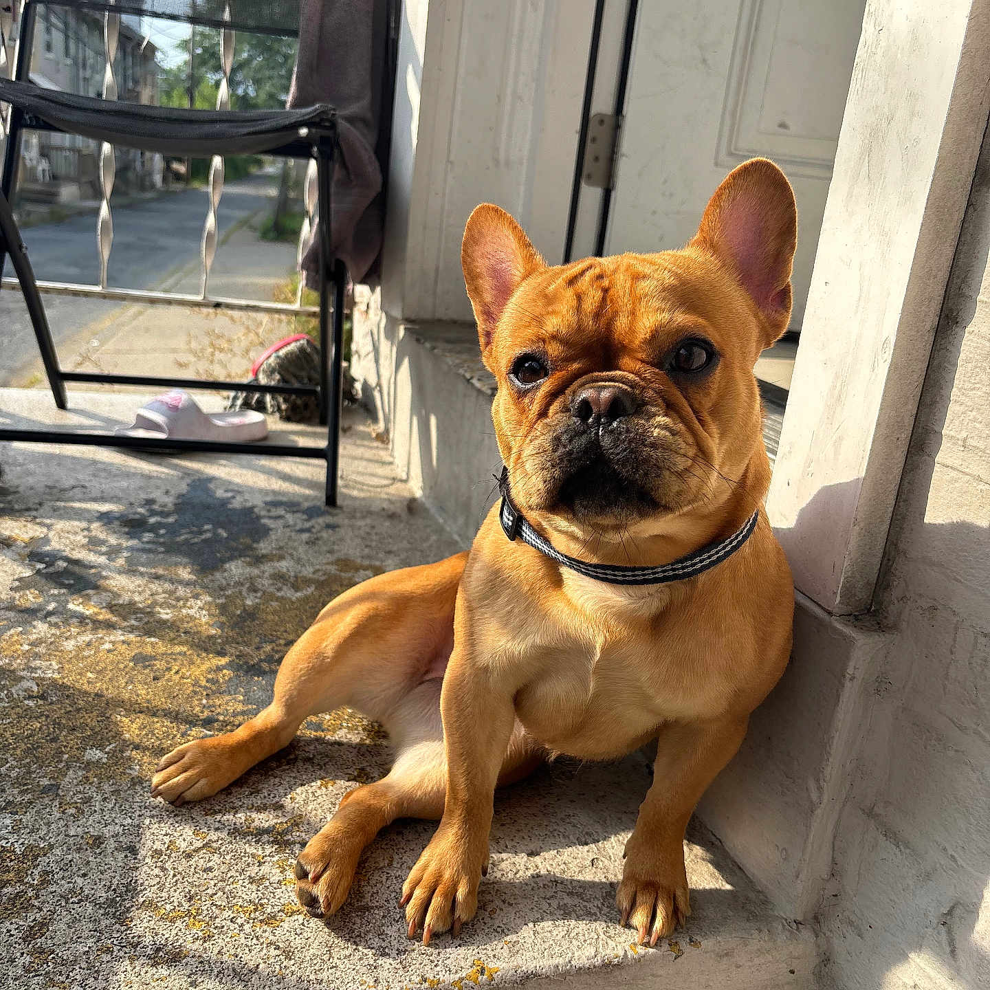 Rella joined the competition — help win amazing prizes! dog, french_bulldog, pet, sitting, portrait, outdoor, porch, doorway, sunlight, wrinkles, ears, collar, short_hair, brown_coat, facial_expression, front_paws, concrete, chair, house_exterior, residential_area