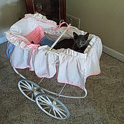 Tornado is registered to the contest to win money with this photo: cat, kitten, gray_cat, animal, pet, carriage, baby_carriage, vintage, pink, white, fabric, ruffles, ribbon, wheels, indoor, living_room, carpet, furniture, portrait, cute