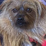 Spice joined the competition — help win amazing prizes! dog, close_up, brown_fur, scruffy, pet, animal, canine, fur, portrait, looking_at_camera, expression, domestic_animal, mammal, face, whiskers, ears, nose, indoor, cute, furry