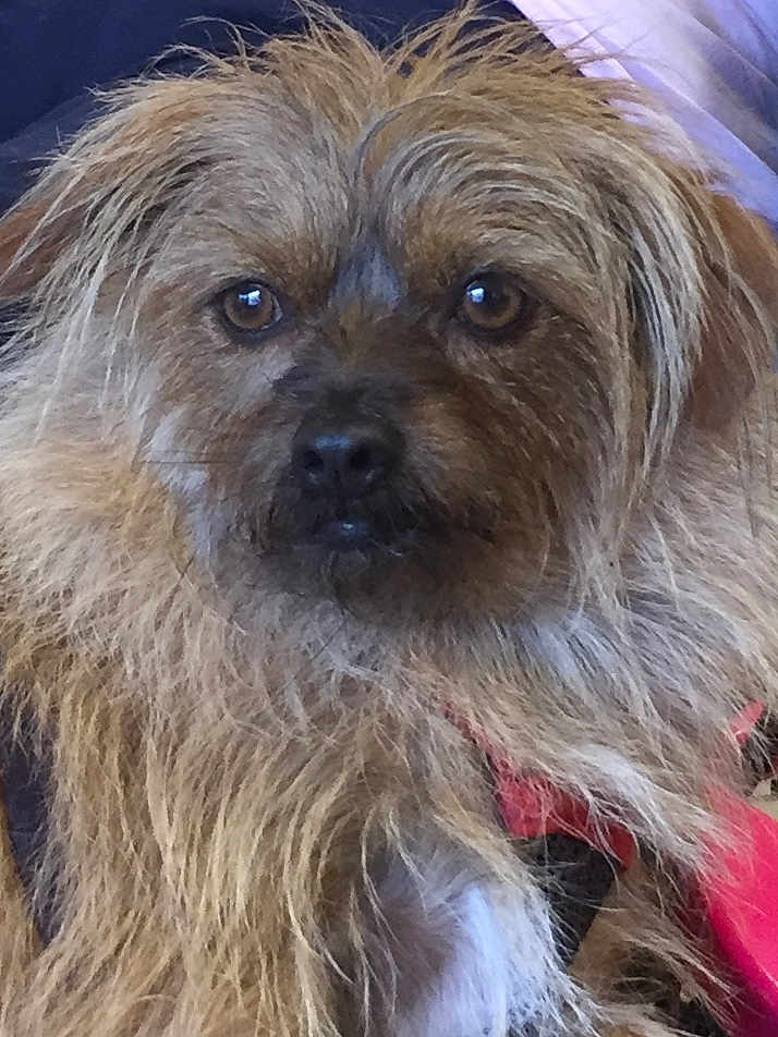 Spice joined the competition — help win amazing prizes! dog, close_up, brown_fur, scruffy, pet, animal, canine, fur, portrait, looking_at_camera, expression, domestic_animal, mammal, face, whiskers, ears, nose, indoor, cute, furry