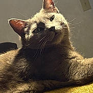 Cat is registered to the contest to win money with this photo: cat, gray_cat, feline, pet, animal, whiskers, fur, indoor, relaxed, lying_down, yellow_surface, texture, light, shadow, curious, head_tilt, ears, close_up, background_wall