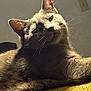 cat, gray_cat, feline, pet, animal, whiskers, fur, indoor, relaxed, lying_down, yellow_surface, texture, light, shadow, curious, head_tilt, ears, close_up, background_wall