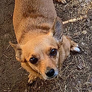 Lily is registered to the contest to win money with this photo: dog, small_dog, brown_fur, outdoor, dirt, dry_grass, looking_up, ears, paws, pet, animal, canine, close_up, fur, cute, alert, ground, nature, portrait, domestic_animal