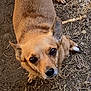 dog, small_dog, brown_fur, outdoor, dirt, dry_grass, looking_up, ears, paws, pet, animal, canine, close_up, fur, cute, alert, ground, nature, portrait, domestic_animal