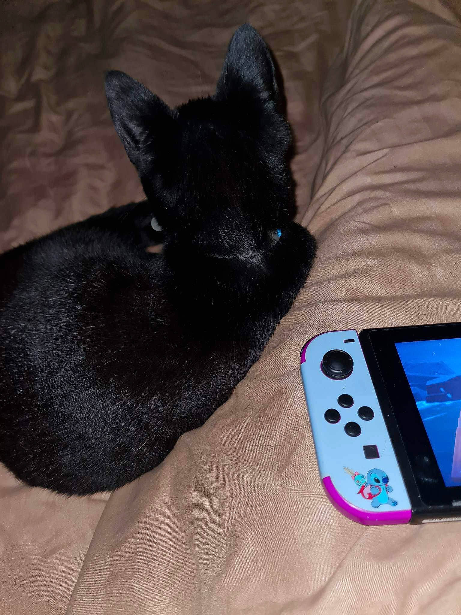 Kio a rejoint le concours — aidez-le/la à gagner de superbes lots ! comfort, communication_device, dog_breed, domestic_rabbit, electric_blue, finger, foot, fur, gadget, input_device, mobile_device, mobile_phone, multimedia, portable_communications_device, rabbits_and_hares, rectangle, remote_control, telephony, tool, whiskers