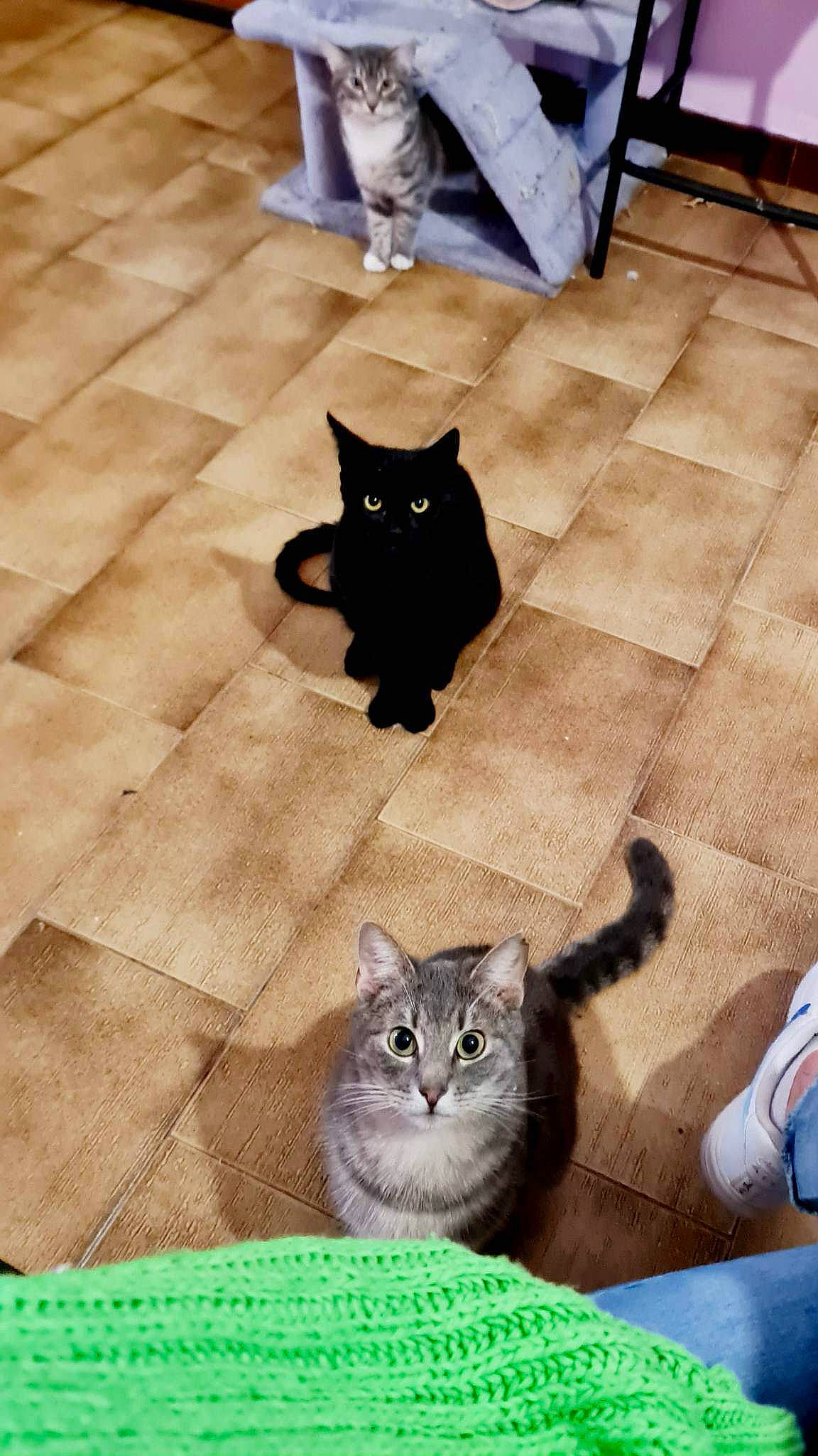 Kio participe au concours pour gagner de l'argent avec cette photo : black_cat, blue, carnivore, cat, domestic_short_haired_cat, fawn, felidae, floor, flooring, fur, green, grey, hardwood, mammal, small_to_medium_sized_cats, snapshot, snout, tail, whiskers, wood
