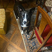 Black a rejoint le concours — aidez-le/la à gagner de superbes lots ! dog, black_and_white, indoor, rug, wooden_floor, chair, table, furniture, pet, animal, ears_up, looking_at_camera, floor, carpet, home, domestic, curious, standing, brown_eyes, cozy