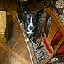 dog, black_and_white, indoor, rug, wooden_floor, chair, table, furniture, pet, animal, ears_up, looking_at_camera, floor, carpet, home, domestic, curious, standing, brown_eyes, cozy