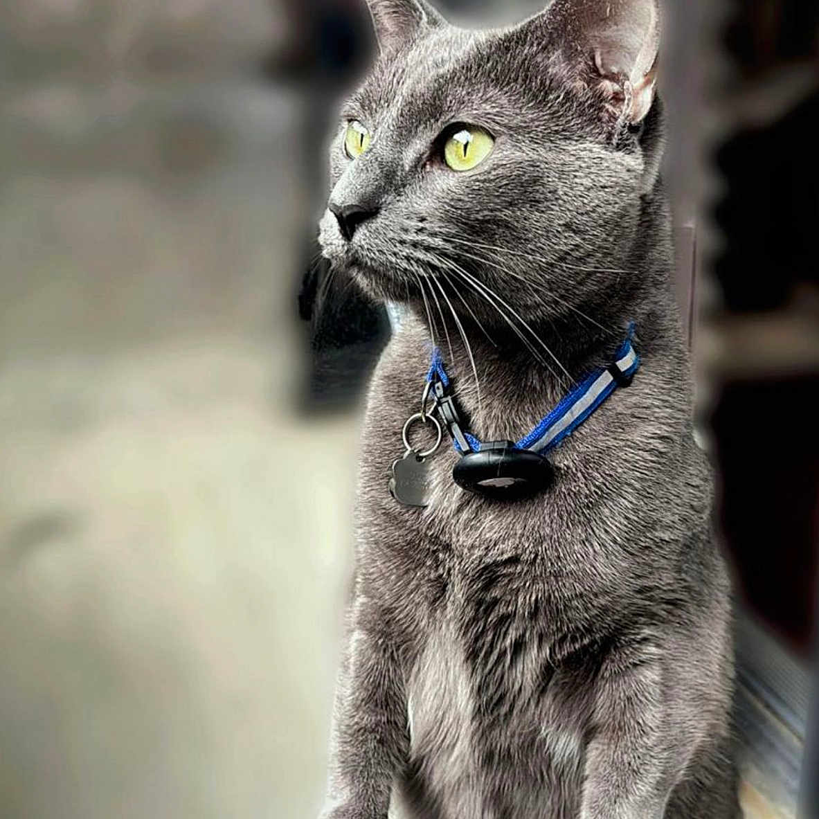 Ash is registered to the contest to win money with this photo: animal, calm, cat, close_up, collar, cute, domestic_cat, feline, focused, fur, gray_cat, indoor, looking_away, paw, pet, portrait, sitting, whiskers, wicker_surface, yellow_eyes