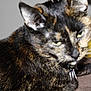 Mavis joined the competition — help win amazing prizes! cat, tortoiseshell, pet, animal, fur, close_up, indoor, resting, whiskers, ears, collar, lying_down, blurred, feline, mammal, domestic, cute, fur_pattern, face, paw