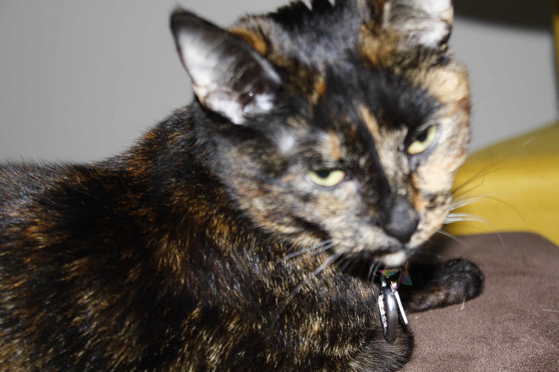 Mavis joined the competition — help win amazing prizes! cat, tortoiseshell, pet, animal, fur, close_up, indoor, resting, whiskers, ears, collar, lying_down, blurred, feline, mammal, domestic, cute, fur_pattern, face, paw