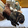 cat, tortoiseshell, sleeping, plush_toy, teddy_bear, pillow, leopard_print, blanket, bed, cozy, indoor, resting, cute, feline, fur, animal, soft, comfort, nap, domestic