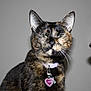 Mavis is registered to the contest to win money with this photo: cat, tortoiseshell, pet, close_up, collar, tag, whiskers, fur, indoor, animal, face, ears, green_eyes, portrait, serious_expression, domestic_cat, feline, cute, pet_accessory, household