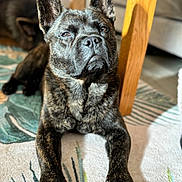 Django is registered to the contest to win money with this photo: dog, brindle, indoor, rug, table_leg, shadow, pet, animal, canine, fur, paws, relaxed, looking_up, two_dogs, closeup, natural_light, home, floor, background, companion