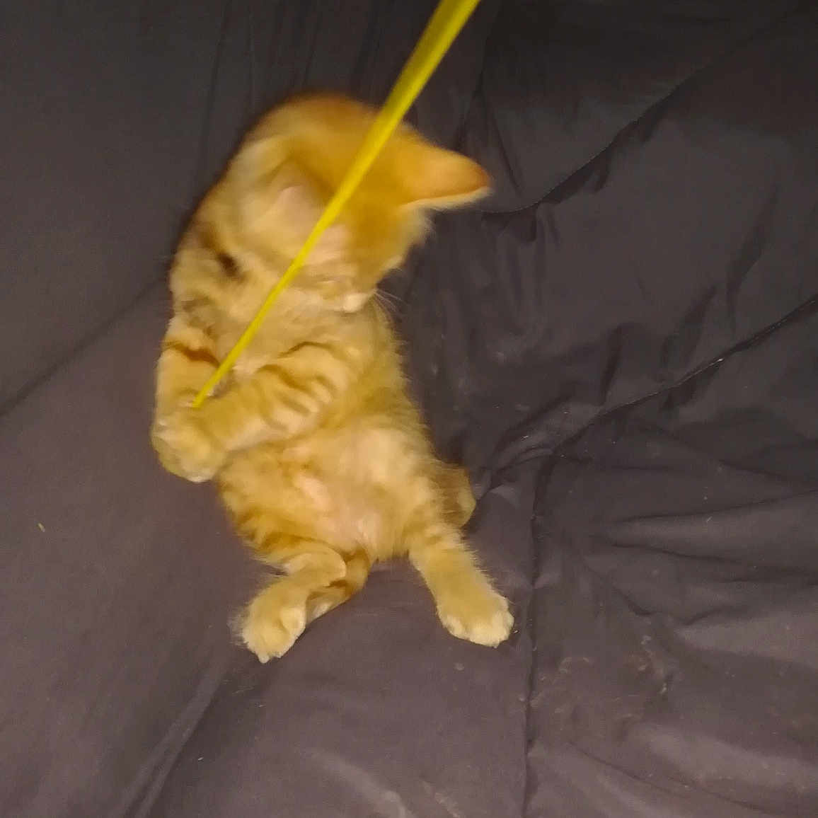 Chaton