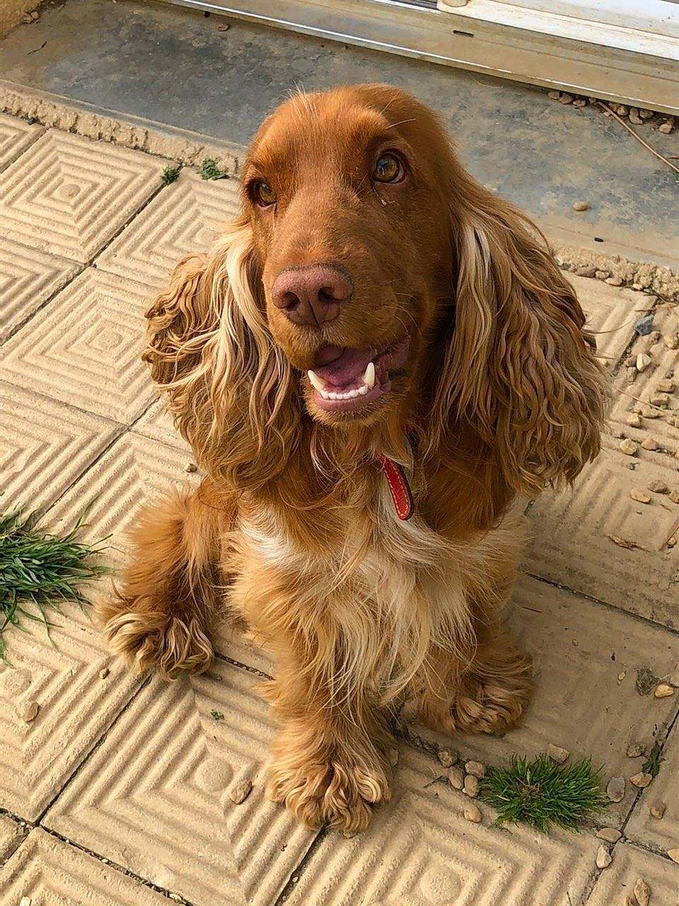 Ocean participe au concours pour gagner de l'argent avec cette photo : biting, canidae, carnivore, companion_dog, dog, dog_breed, fawn, flooring, fur, gun_dog, hunting_dog, liver, snout, spaniel, sporting_group, terrestrial_animal, water_dog, wood, working_animal