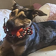 Anubis is registered to the contest to win money with this photo: dog, pet, animal, canine, brown_and_black, lying_down, bed, bedroom, pillow, rope_toy, chewing, playful, happy, portrait, indoors, home, relaxed, floppy_ears, short_fur, photography