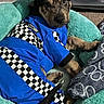 puppy, dog, pet, animal, portrait, sitting, lying_down, blue_outfit, checkered_pattern, racing_theme, cushion, blanket, indoor, cozy, brown_fur, black_fur, floppy_ears, face, cute, relaxed
