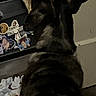 Anubis joined the competition — help win amazing prizes! dog, pet, animal, pointed_ears, back_view, sitting, indoor, home, shelf, toys, stuffed_animals, dark_fur, black_fur, brown_fur, ears, back, portrait, vertical_photo, household, curious