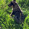 goat, animal, spotted_goat, grass, vegetation, outdoors, meadow, wildlife, herbivore, grazing, feeding, standing, profile, sunlight, nature, greenery, field, social_media, text_overlay, portrait