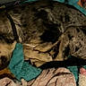 Anubis joined the competition — help win amazing prizes! dog, sleeping, curled_up, spotted_coat, pet, blanket, turquoise, bed, cozy, indoors, resting, animal, canine, floppy_ears, brown, black, gray, plush_toy, bedding, portrait