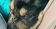 Anubis is registered to the contest to win money with this photo: puppy, dog, sleeping, curled_up, black_and_tan, floppy_ears, closed_eyes, fur, pet, animal, cozy, snuggling, indoors, fabric, turquoise, beige, bag, close_up, adorable, nap