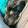 puppy, dog, sleeping, curled_up, black_and_tan, floppy_ears, closed_eyes, fur, pet, animal, cozy, snuggling, indoors, fabric, turquoise, beige, bag, close_up, adorable, nap