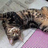 Nala joined the competition — help win amazing prizes! cat, tabby_cat, pet, indoor, rug, stretching, relaxed, pink_mat, fur, whiskers, yellow_eyes, paw, floor, cozy, domestic_animal, playful, animal, mammal, cute, resting