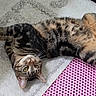 cat, tabby_cat, pet, indoor, rug, stretching, relaxed, pink_mat, fur, whiskers, yellow_eyes, paw, floor, cozy, domestic_animal, playful, animal, mammal, cute, resting