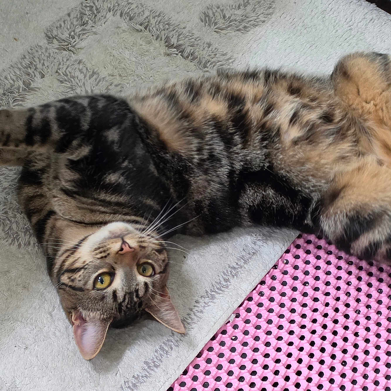 Nala