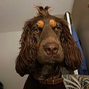 Ayda participe au concours pour gagner de l'argent avec cette photo : animal, brown_dog, brown_eyes, close_up, collar, curly_ears, cute, dog, domestic_animal, expression, face, fur, furry, head, indoors, nose, pet, portrait, quizzical, whiskers