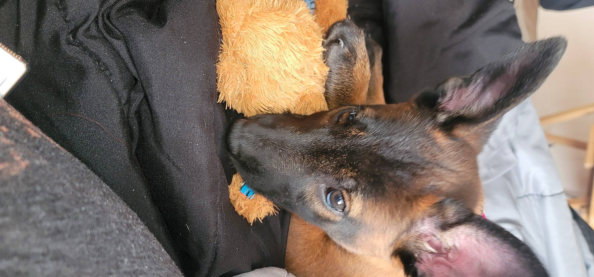 Sasha is registered to the contest to win money with this photo: carnivore, comfort, companion_dog, dog, dog_breed, ear, fawn, fur, guard_dog, paw, prazsky_krysarik, snout, terrestrial_animal, whiskers, working_animal, working_dog