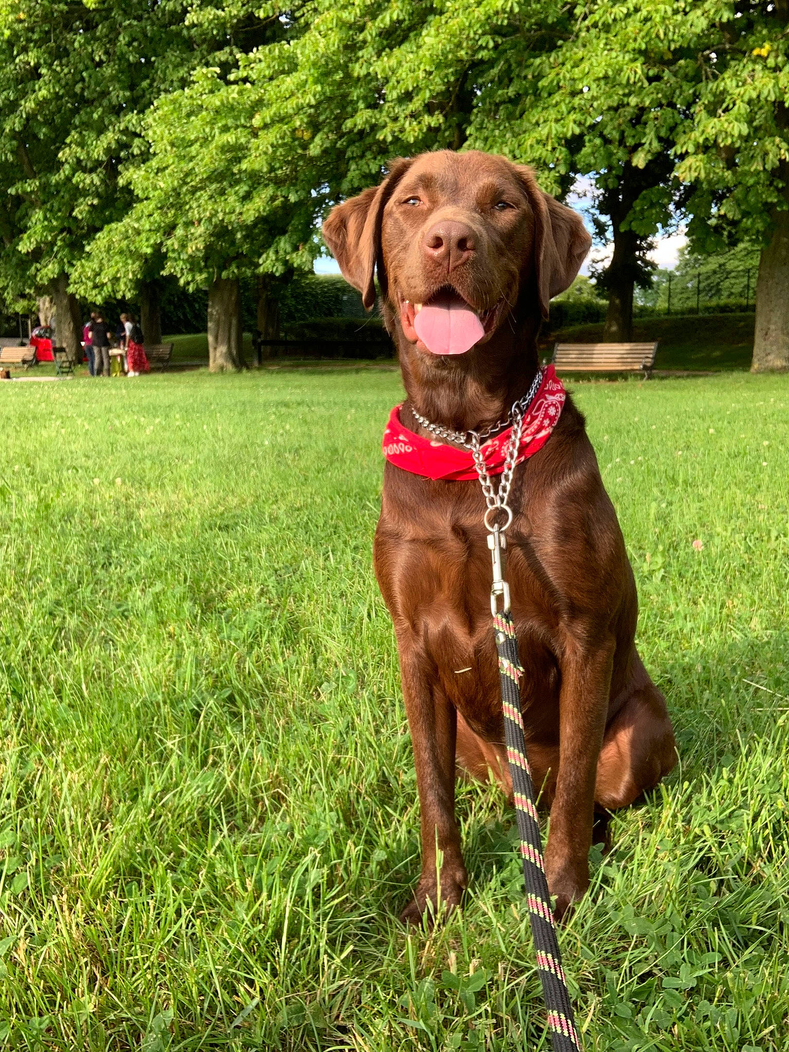 Soco participe au concours pour gagner de l'argent avec cette photo : canidae, carnivore, collar, companion_dog, dog, dog_breed, dog_collar, fawn, grass, guard_dog, gun_dog, leash, liver, plant, snout, sporting_group, tail, tree, working_animal, working_dog