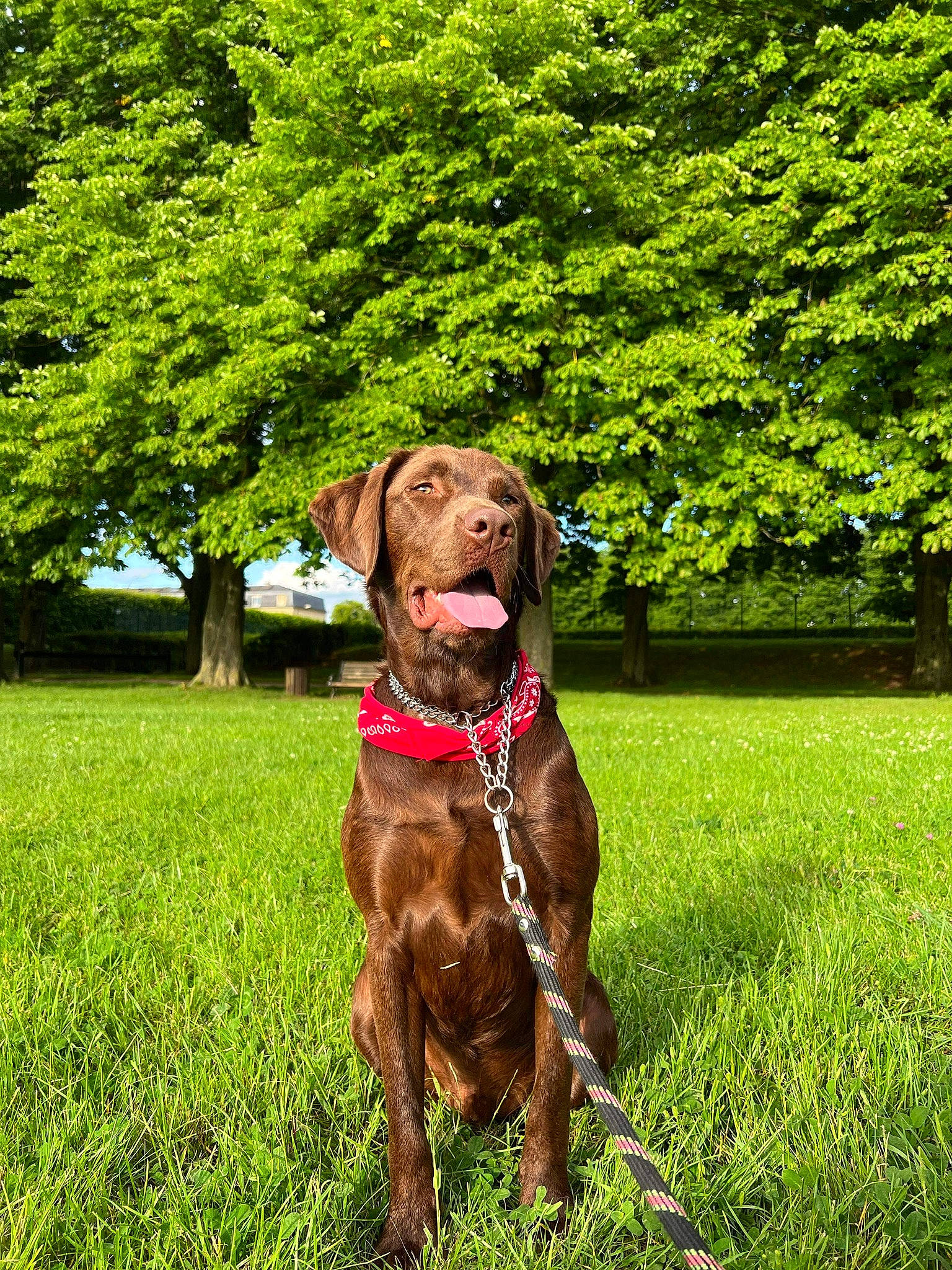 Soco a rejoint le concours — aidez-le/la à gagner de superbes lots ! canidae, carnivore, collar, companion_dog, dog, dog_breed, dog_collar, fawn, grass, green, groundcover, gun_dog, leash, liver, plant, pointing_breed, snout, sporting_group, tree, working_animal