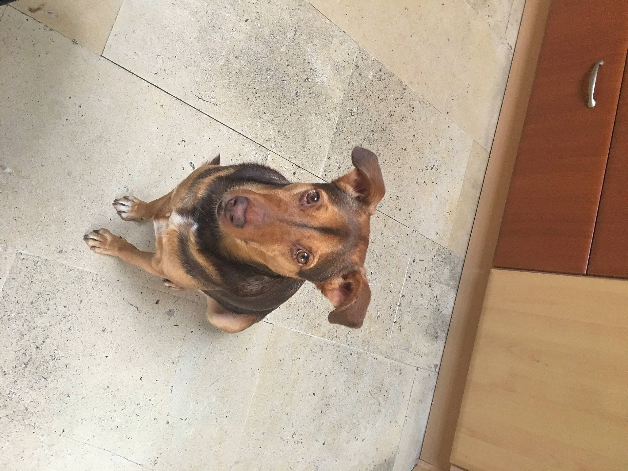 Iago a rejoint le concours — aidez-le/la à gagner de superbes lots ! art, canidae, carnivore, companion_dog, dog, dog_breed, fawn, felidae, floor, flooring, guard_dog, hardwood, liver, metal, snout, sporting_group, street_dog, terrestrial_animal, wood, working_animal