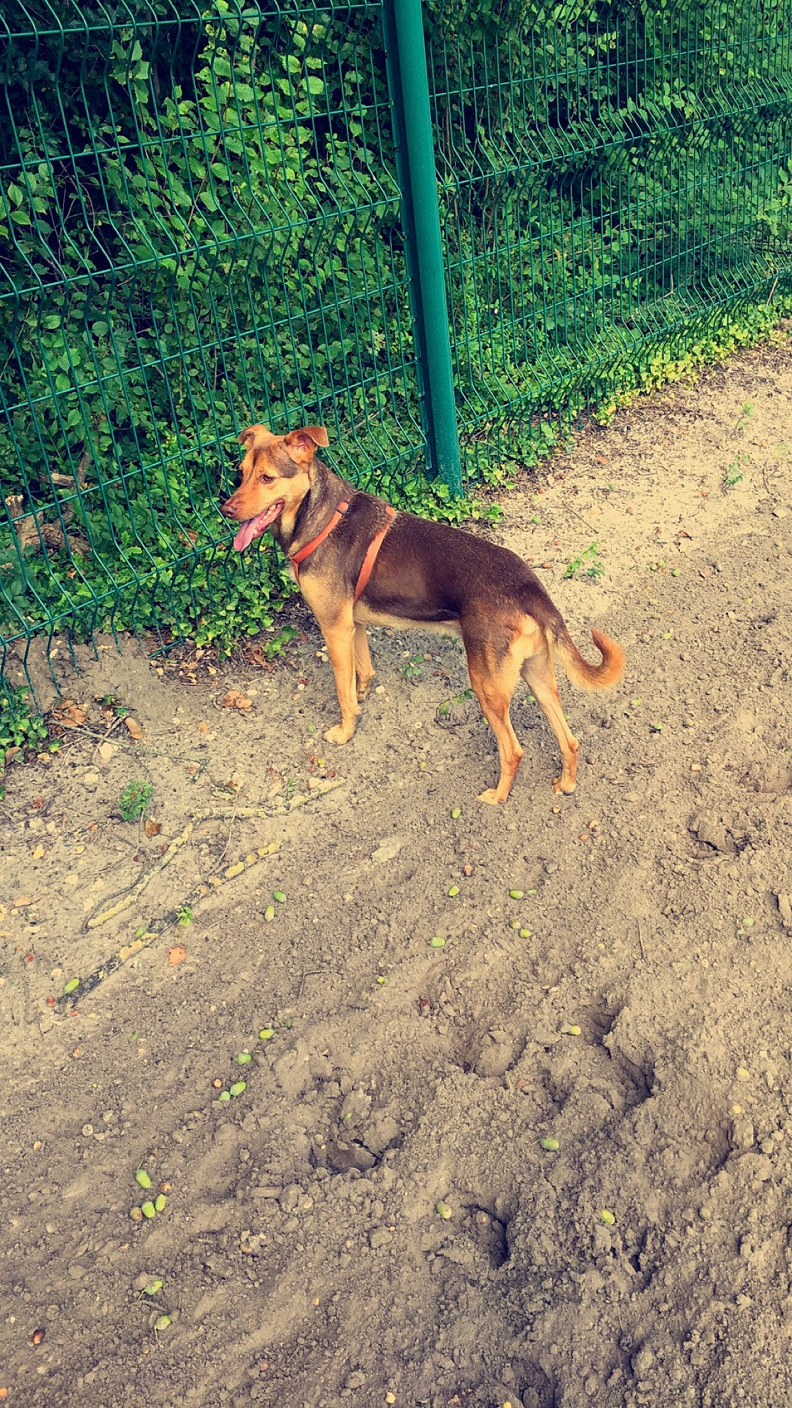 Iago a rejoint le concours — aidez-le/la à gagner de superbes lots ! carnivore, dog, dog_breed, dog_supply, grass, hunting_dog, pet_supply, plant, soil, tail, terrestrial_animal, working_dog