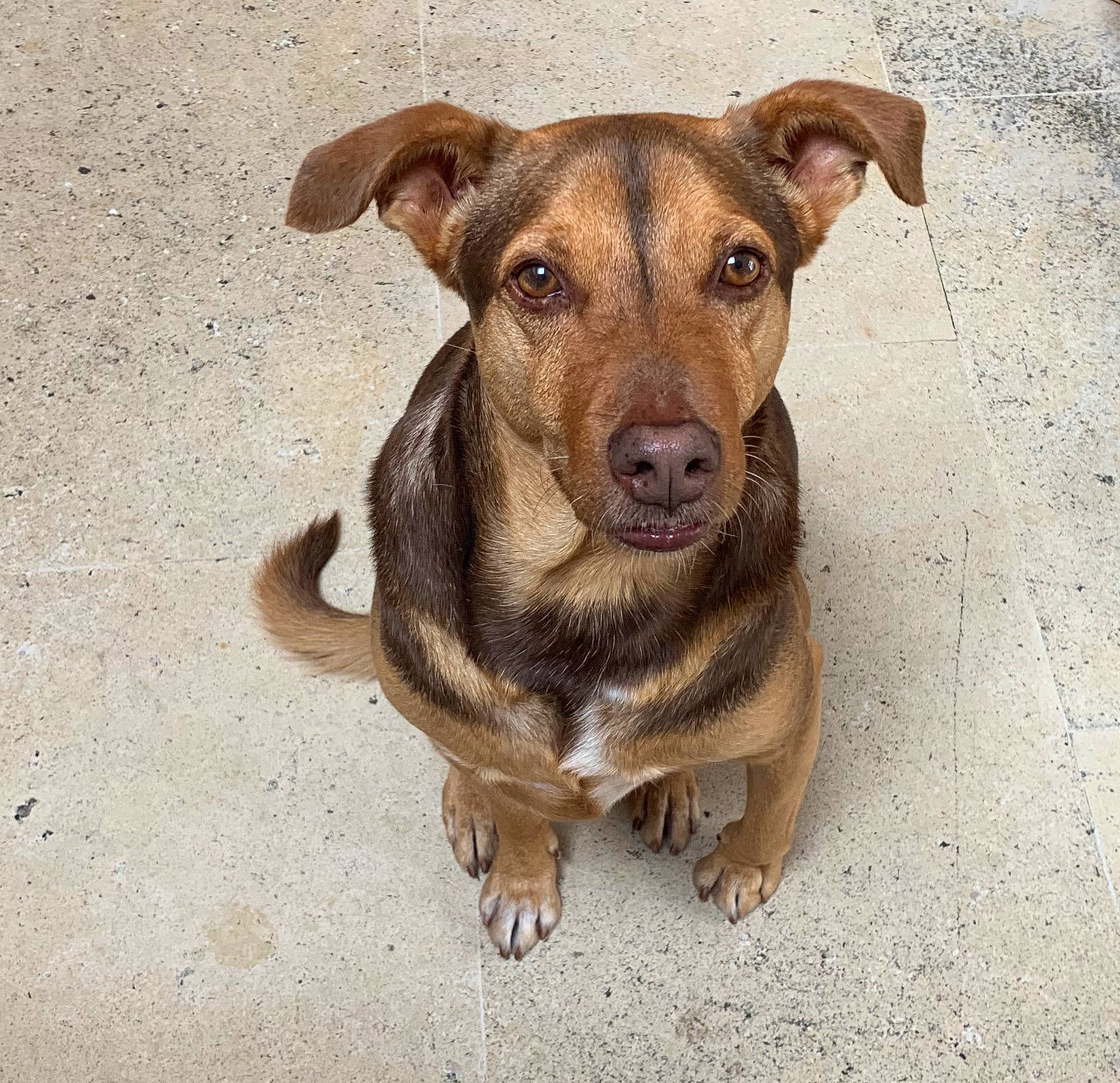 Iago a rejoint le concours — aidez-le/la à gagner de superbes lots ! canidae, carnivore, collar, companion_dog, dog, dog_breed, dog_collar, fawn, fur, hunting_dog, liver, pet_supply, snout, sporting_group, street_dog, terrestrial_animal, whiskers, working_animal, working_dog